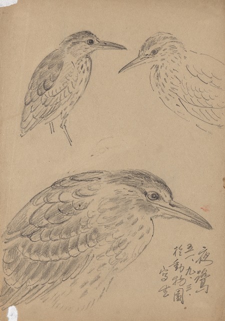 藏品:水鳥夜鷺的(1)張圖片