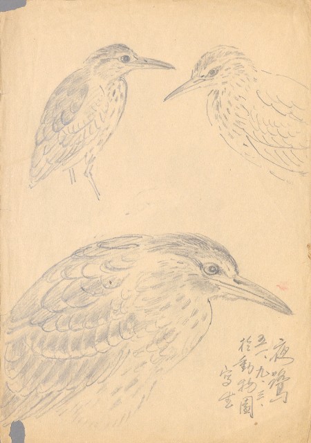 藏品:水鳥夜鷺的(1)張圖片