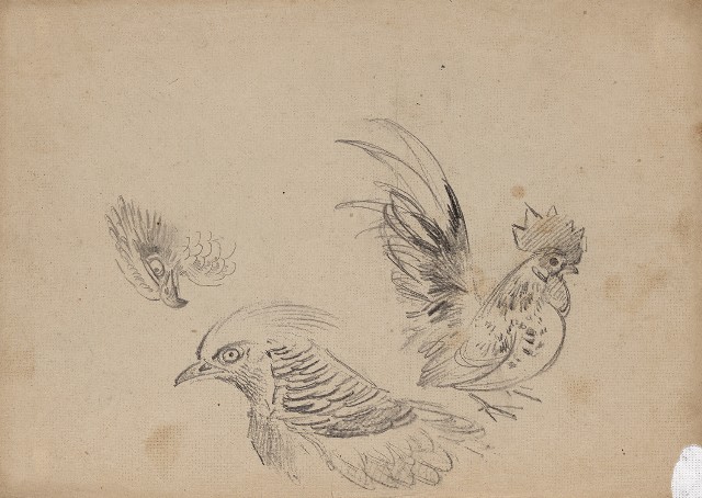 藏品:(1)鷹、錦雞及日本矮雞;(2)錦雞的(1)張圖片