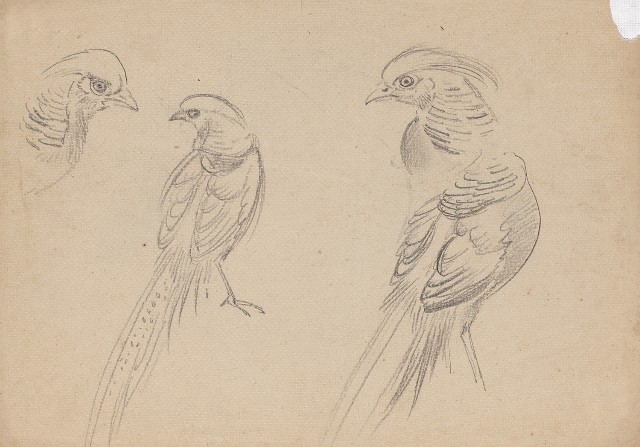 藏品:(1)鷹、錦雞及日本矮雞;(2)錦雞的(2)張圖片