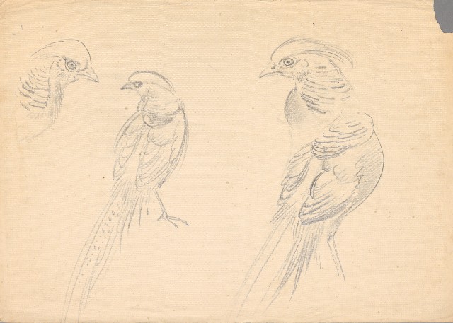 藏品:(1)鷹、錦雞及日本矮雞;(2)錦雞的(3)張圖片