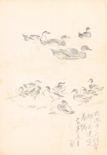 藏品:郊區養鴨的(1)張圖片