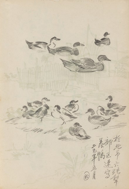 藏品:郊區養鴨的(1)張圖片