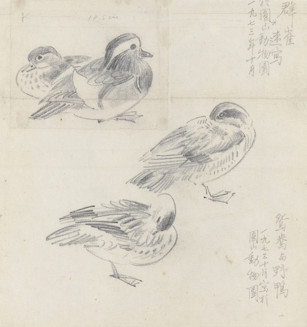藏品:鴛鴦與野鴨的(1)張圖片