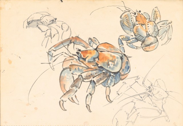 藏品:(1)椰子蟹;(2)牛的(1)張圖片