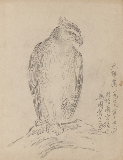 藏品:(1)大熊鷹;(2)大熊鷹的(1)張圖片