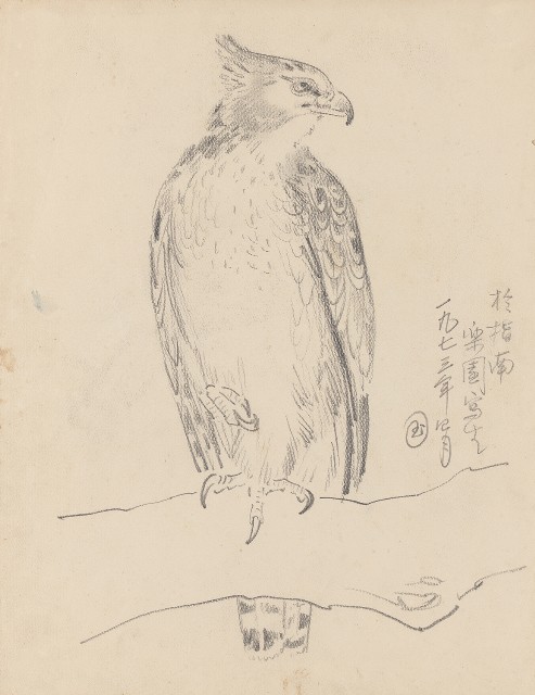 藏品:(1)大熊鷹;(2)大熊鷹的(2)張圖片