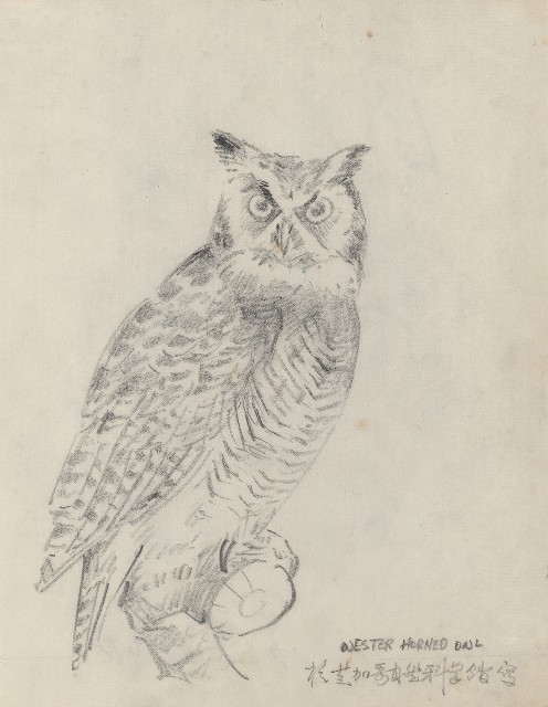 藏品:Western Horned Owl的(1)張圖片