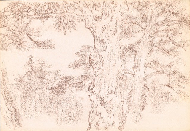 藏品:大樹的(1)張圖片