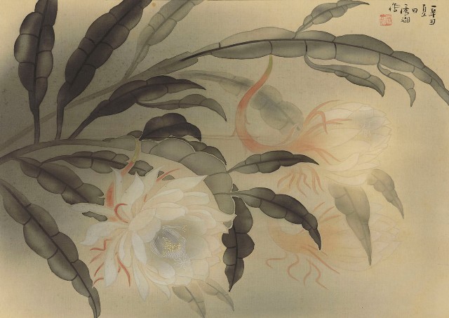 藏品:曇花的(1)張圖片