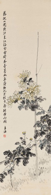 藏品:菊花的(1)張圖片