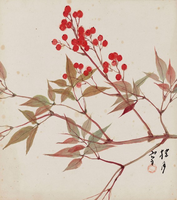 藏品:天竺的(1)張圖片