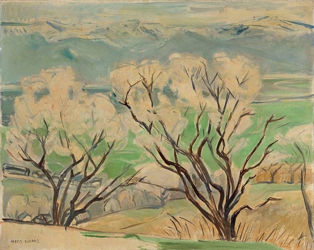 藏品:櫻花樹的(1)張圖片