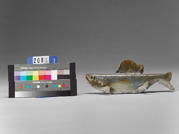 藏品:魚的(5)張圖片