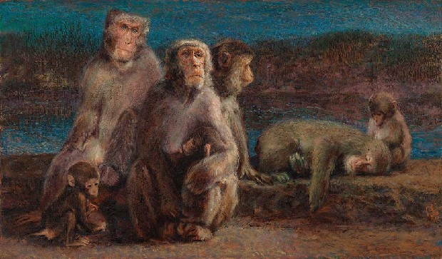 藏品:猴子家族的(1)張圖片