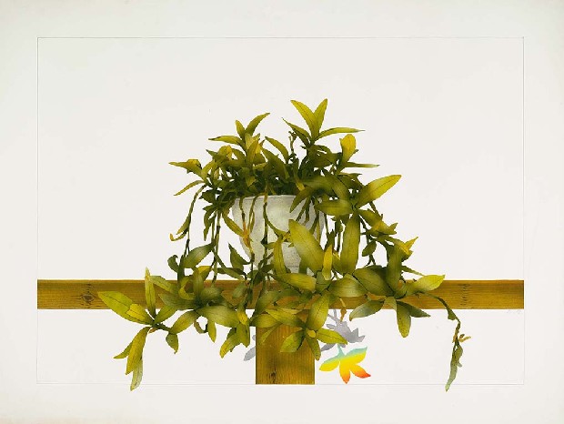 藏品:窗前草盆的(1)張圖片