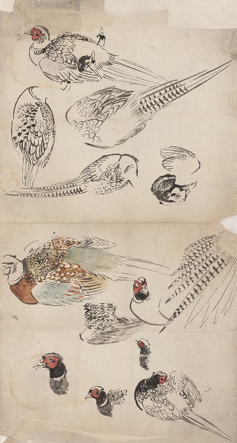 藏品:(1)雉雞；(2)雉雞的(1)張圖片