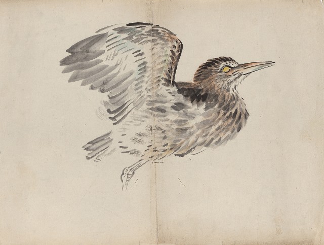 藏品:水鳥(夜鷺)的(1)張圖片