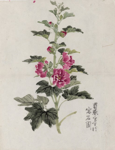 藏品:蜀葵的(1)張圖片