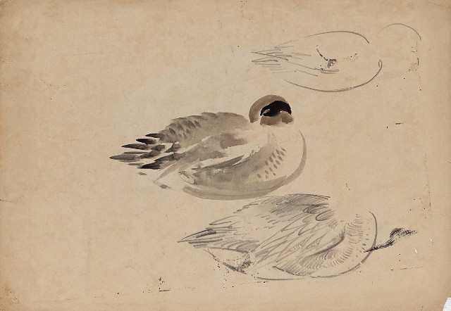 藏品:(1)野鴨；(2)水鳥(紫鷺)的(1)張圖片