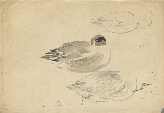 藏品:(1)野鴨；(2)水鳥(紫鷺)的(1)張圖片