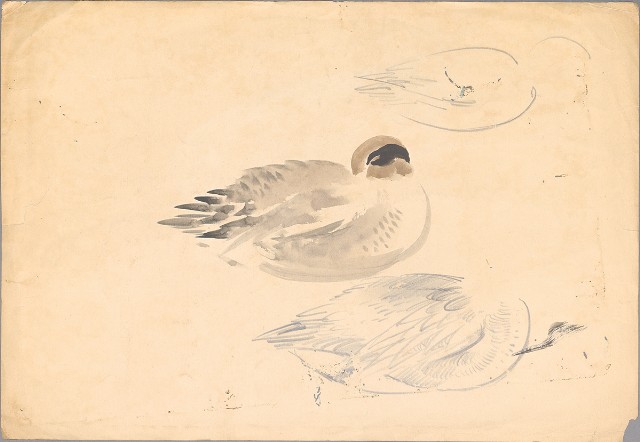 藏品:(1)野鴨；(2)水鳥(紫鷺)的(2)張圖片