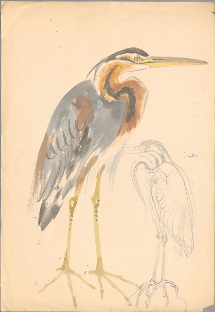 藏品:(1)野鴨；(2)水鳥(紫鷺)的(3)張圖片