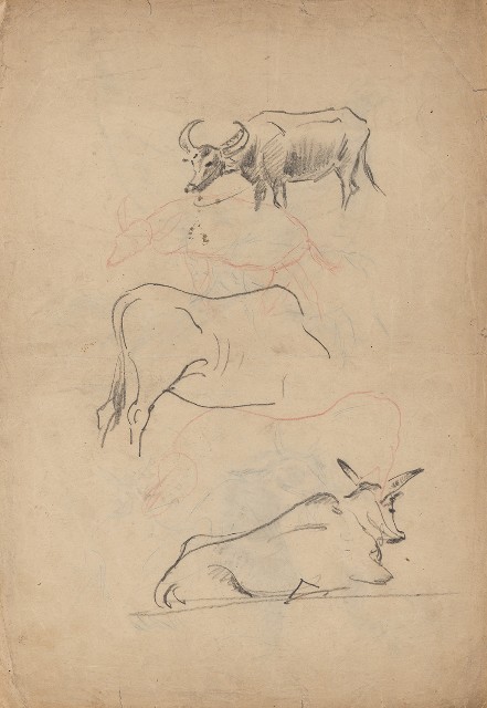 藏品:(1)黃牛、水牛；(2)雉雞的(1)張圖片