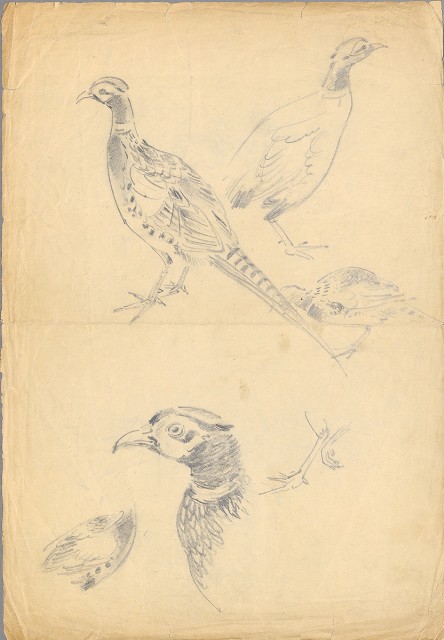 藏品:(1)黃牛、水牛；(2)雉雞的(3)張圖片