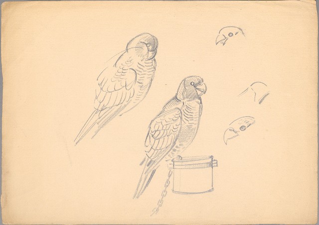 藏品:(1)小鸚鵡；(2)獅的(2)張圖片