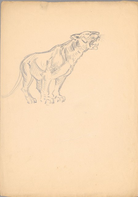 藏品:(1)小鸚鵡；(2)獅的(3)張圖片