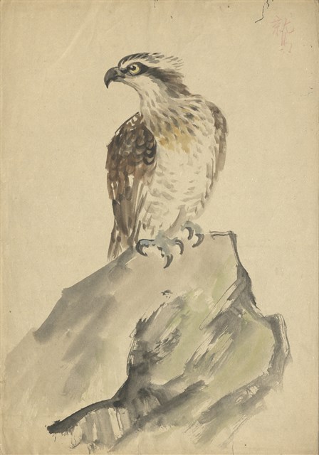 藏品:(1)鷲(魚鷹);(2)小鳥(夜鷺)的(1)張圖片