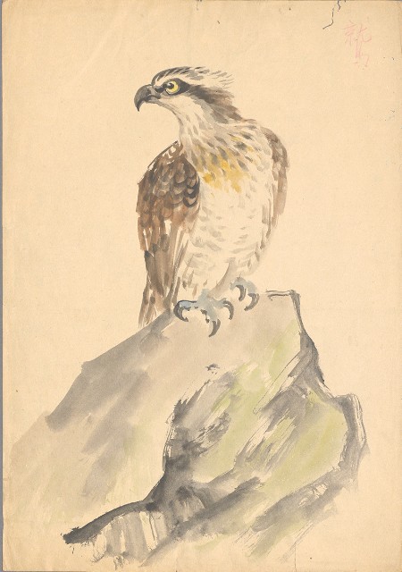 藏品:(1)鷲(魚鷹);(2)小鳥(夜鷺)的(2)張圖片