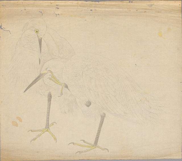 藏品:鷺鷥的(1)張圖片