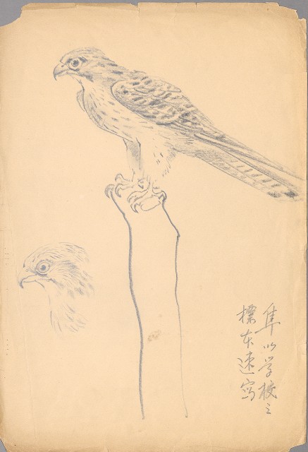 藏品:隼的(1)張圖片