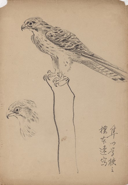 藏品:隼的(1)張圖片