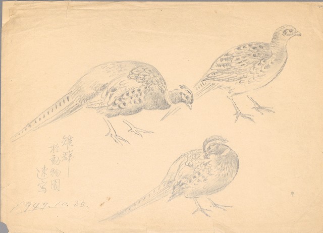 藏品:(1)雉群；(2)雞的(2)張圖片