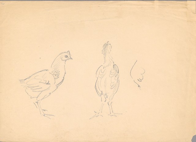 藏品:(1)雉群；(2)雞的(3)張圖片