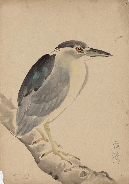 藏品:(1)夜鷺；(2)鵪鶉的(1)張圖片