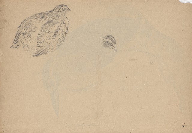 藏品:(1)夜鷺；(2)鵪鶉的(2)張圖片