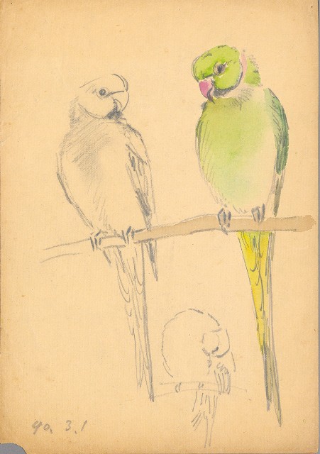 藏品:鸚鵡的(1)張圖片