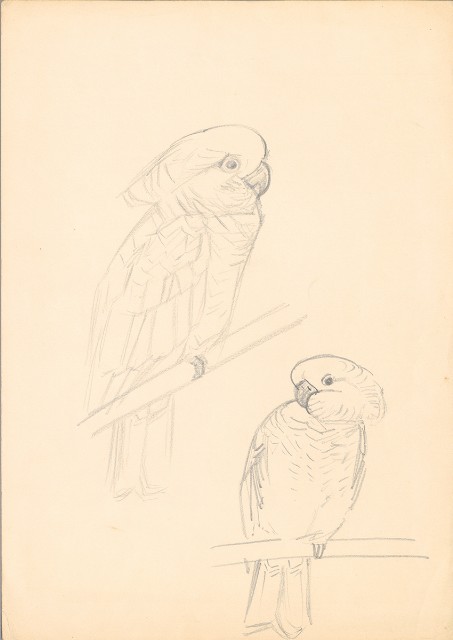 藏品:(1)鸚鵡；(2)模特兒的(2)張圖片