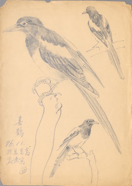 藏品:喜鵲的(1)張圖片