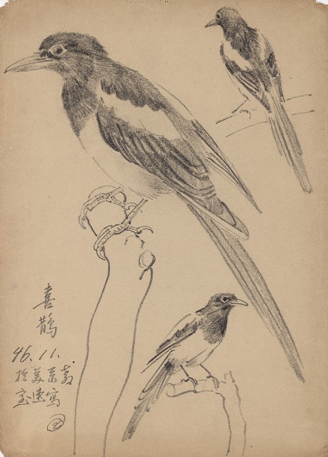 藏品:喜鵲的(1)張圖片