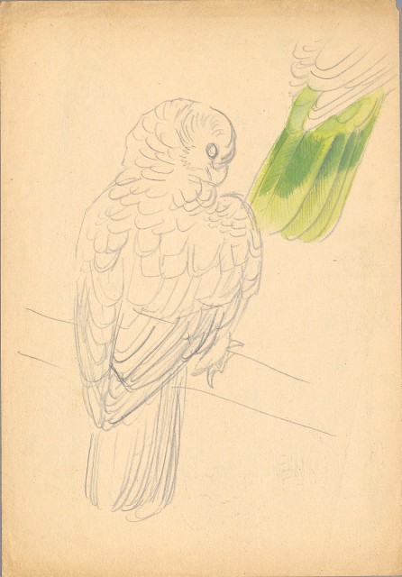 藏品:(1)鸚鵡；(2)鸚鵡的(3)張圖片