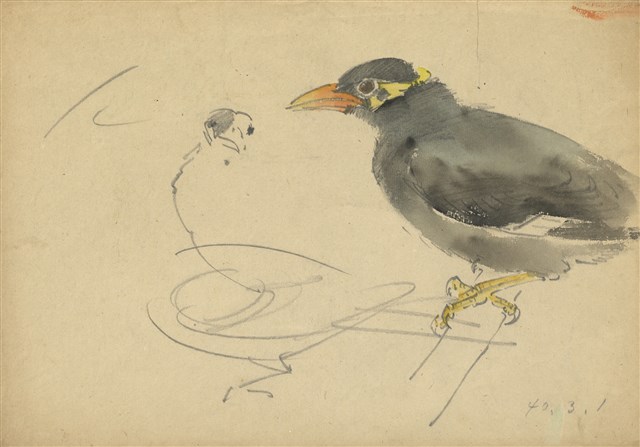 藏品:(1)九冠鳥；(2)九冠鳥的(1)張圖片