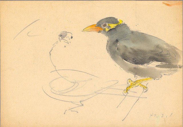 藏品:(1)九冠鳥；(2)九冠鳥的(2)張圖片