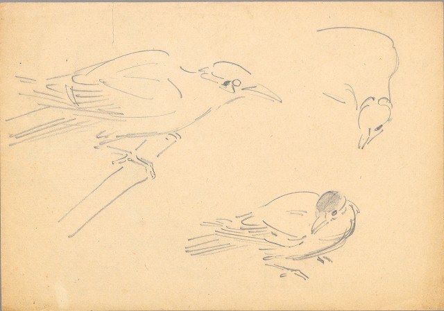 藏品:(1)九冠鳥；(2)九冠鳥的(3)張圖片