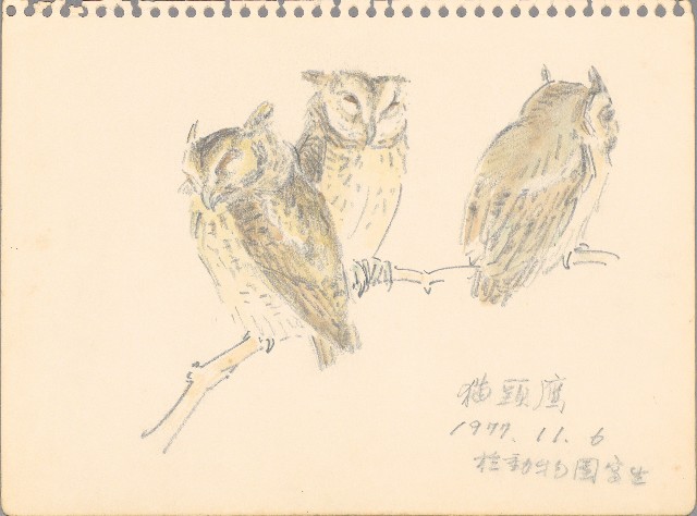 藏品:貓頭鷹的(1)張圖片