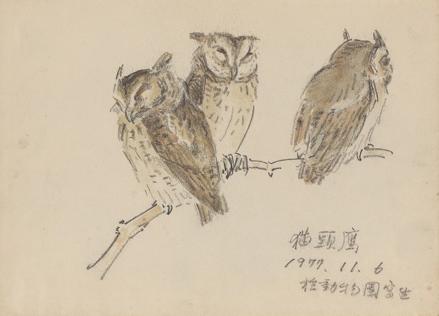 藏品:貓頭鷹的(1)張圖片